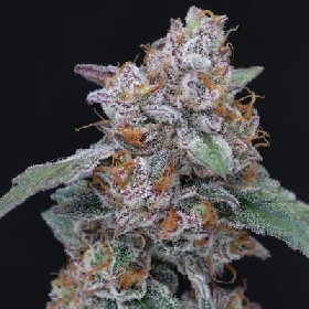 SherBacio Auto > Pure Instinto